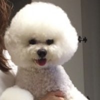 분양코리아 (@haesic) 's Twitter Profile