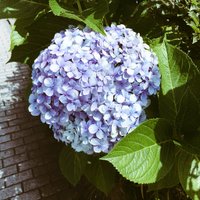 *あみ* (@0128sugar) 's Twitter Profile