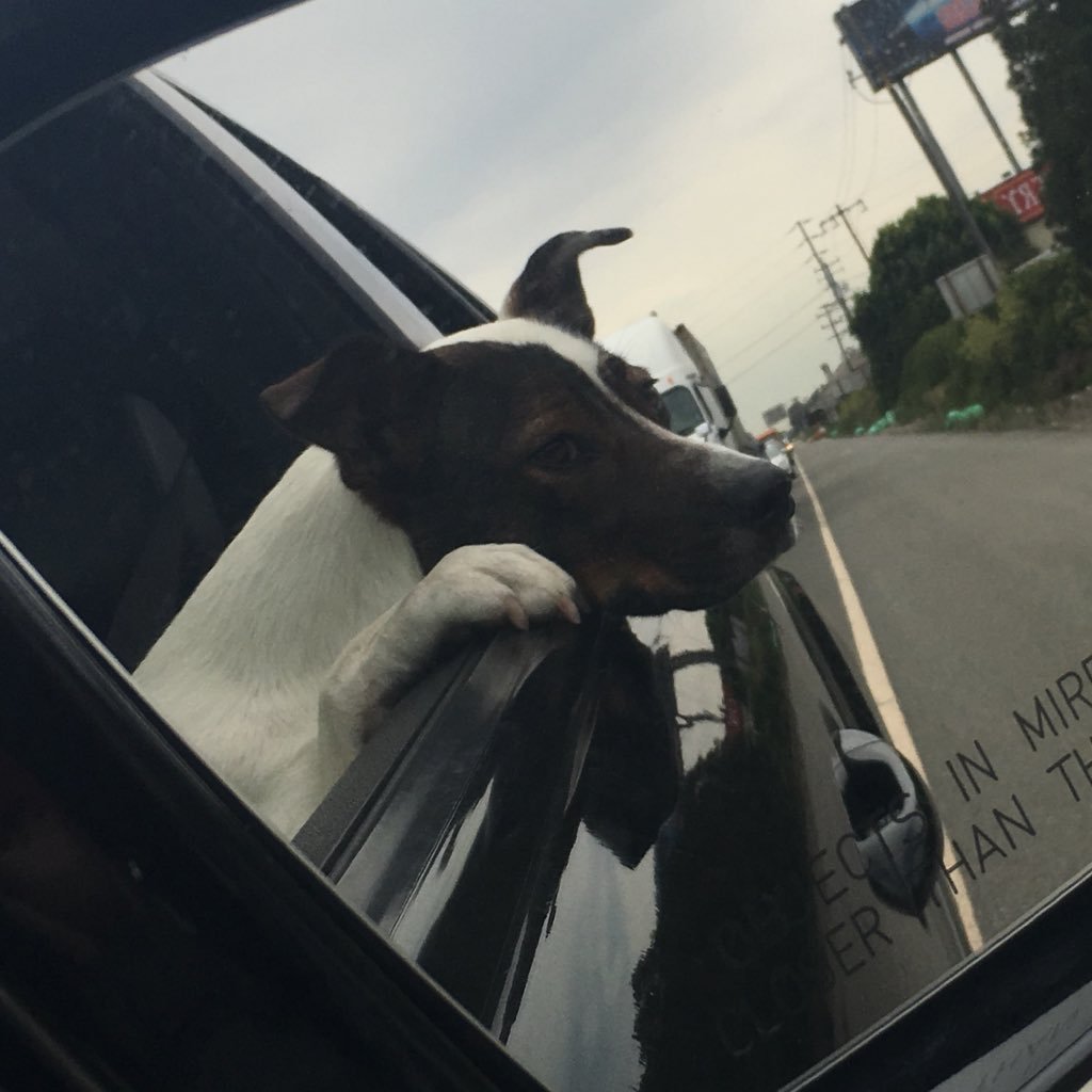 gabby_smitty's profile picture. I dig it.