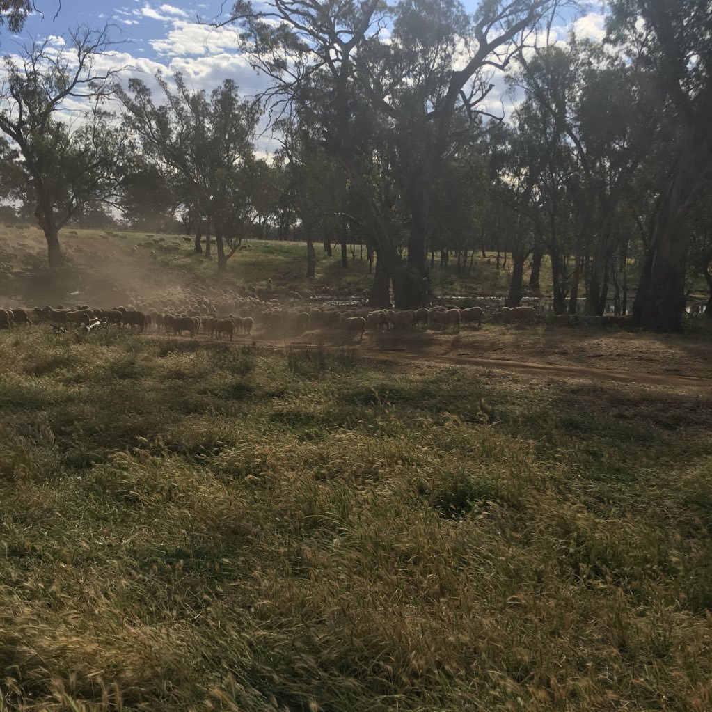 4th generation sheep and cropping, irrigation and dryland farmer in Central West NSW.