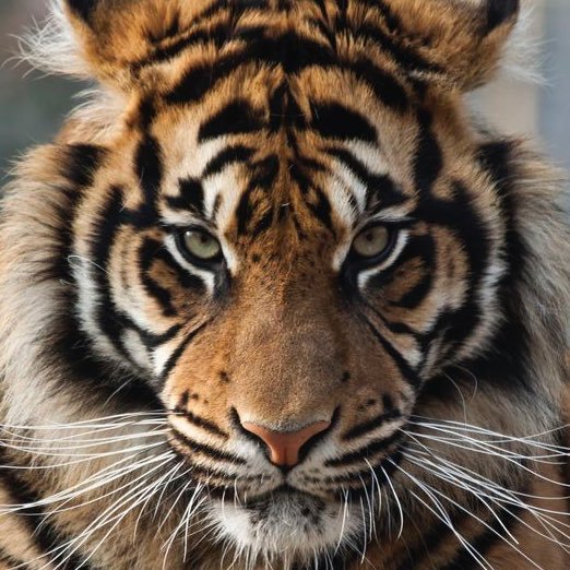 Loveland2018's profile picture. Follow us for updates from Student Council.