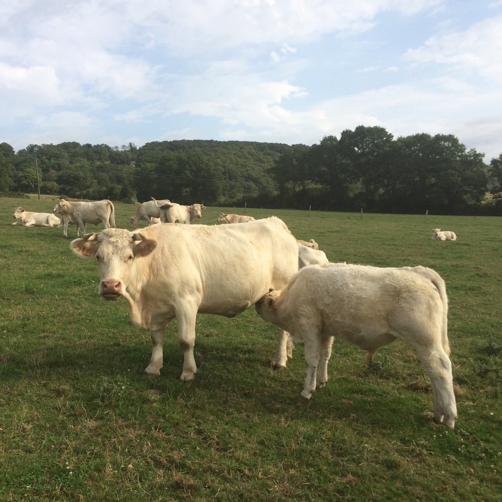 #Agriculteur Eleveur en race charolaise en @lamayenne #JeuneAgriculteur #VacheAllaitante #CeuxQuiFontLaViande 🐮