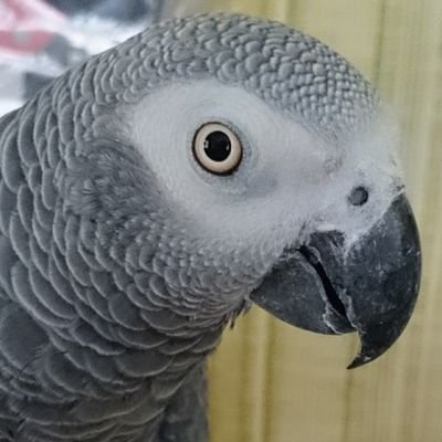 ゴシキセイガイインコ・キキ(♂)、ルイチガイショウジョウインコ・きゃた(2018.11.15旅立ち)ヨウム・Q太郎(2021.3.24旅立ち)の飼い主/リプやDMのお返事できないかも/フォロー挨拶不要・ご自由に【無断転載禁止】Reproduction is prohibited
