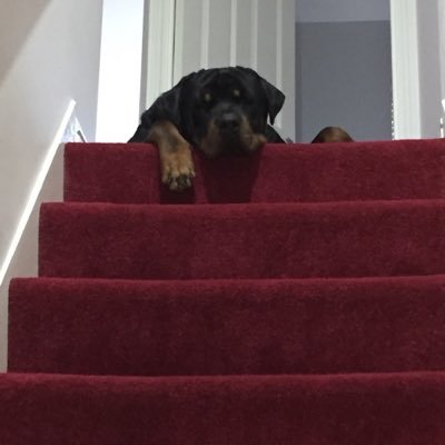 rjm4o's profile picture. My dog doesn't back chat