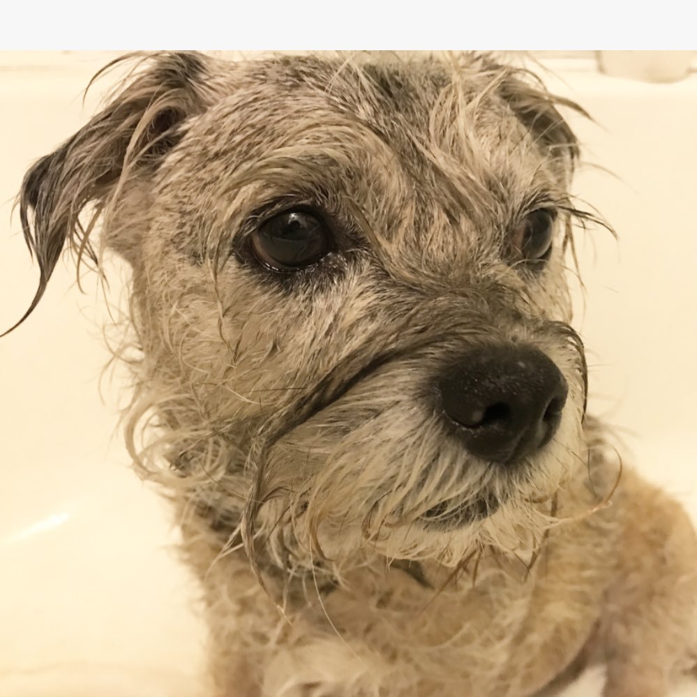 Scruffy Border Terrier named Girly! Follow me if you’re a friendly human that lovies friendly doggos. And for posties of my cutie face expressies! 🥰🤗❤️