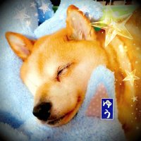 ゆう (@momocafeu) 's Twitter Profile Photo