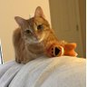 thecatdogleo's profile picture.