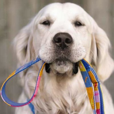 A business that helps people walk their dogs when they don't get the chance to and loves to see people smile when they are happy with our service.
