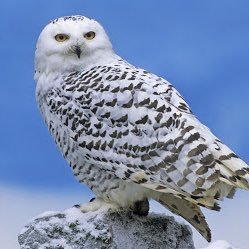 bela_sova's profile picture. IQ 2°  više od sobne temperature.