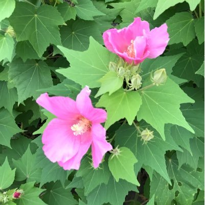 ayane_satoh's profile picture. 絵を描いたり、ハンドメイド作品を作っています。