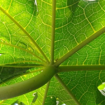 Photographer, Photography, Fotógrafo, Diseñador web, Freelance, Agricultor, poeta, escritor de cuentos cortos. NO DMs 🇲🇽