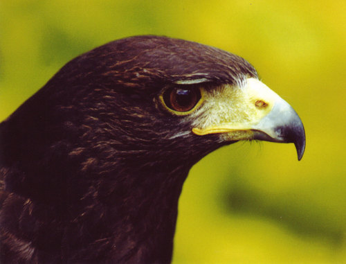Falconry Profile Picture