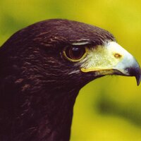 Ireland Falconry School(@Falconry) 's Twitter Profile Photo