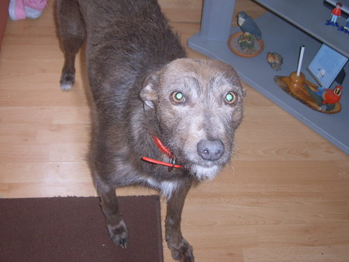 My names Trixie and i'm a 7 year old Lurcher ♥ Please follow my owner @iLoveMuusicX. Dogs Rule ! WOOF WOOF ♥