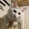 0812_shinya's profile picture. 16年7月に愛猫光君♂17年8月にレナちゃん♀を家族に迎え入れ楽しい日々を過ごしています(≧∀≦)光は口蓋裂→鼻腔狭窄→肥大型心筋症と病気になっても何とか頑張っている光。日々治ってほしいと願うばかり。