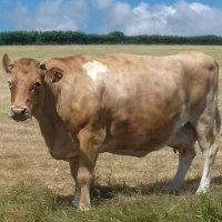 Cargenwencow (@markhatherley1) 's Twitter Profile