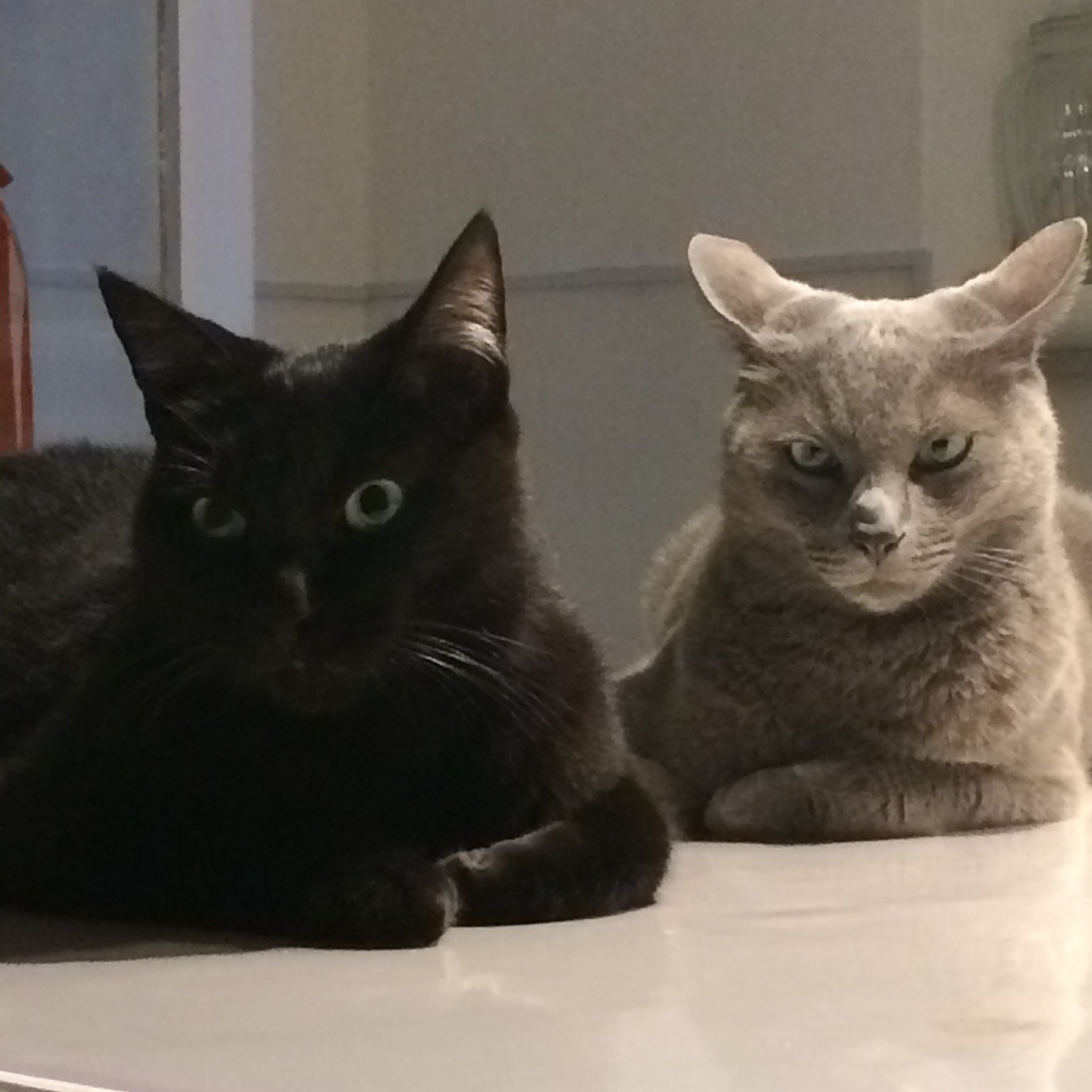 tango_shian's profile picture. 黒猫「タンゴさん」灰猫「シアンさん」の日常。家族みんなで投稿していきます！よろしくお願いします☺️

シアンさん2018.2.14天国へ旅立ちました。天国でゆっくり休んでね。また一緒に遊ぼうね。

YouTue📺https://t.co/YJqKo8inAF