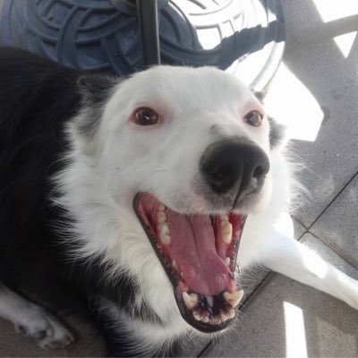 ozzythecollie Profile Picture