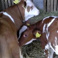 Nocni Cuvar (@ncuvar) 's Twitter Profile