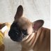 BellaTheFrenchie (@bellafrenchbdog) Twitter profile photo