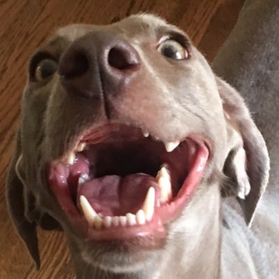 DaveyShazam's profile picture. 