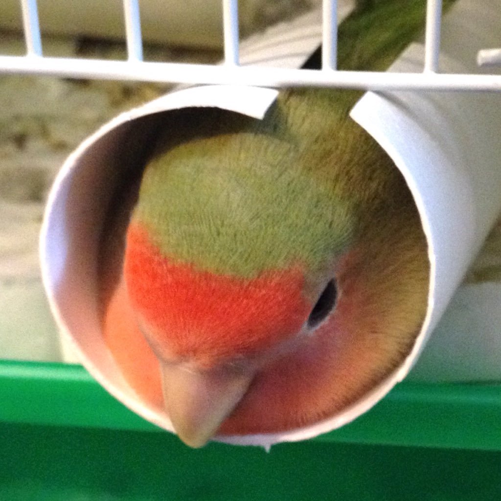 伊佐宵さんのプロフィール画像
