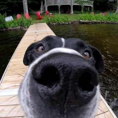Loving family owner and volunteer therapy dog. I'm quirky and fun!
