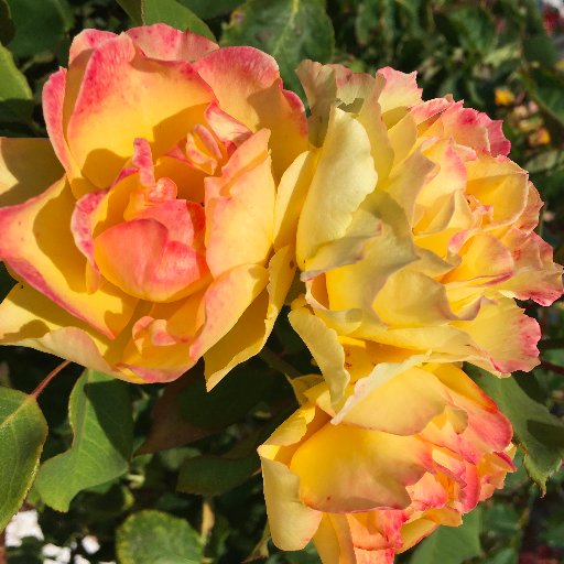 cdivneybio's profile picture. Hey! Welcome to my academic twitter page!! Check out my AP Bio website if you want to see more from me!