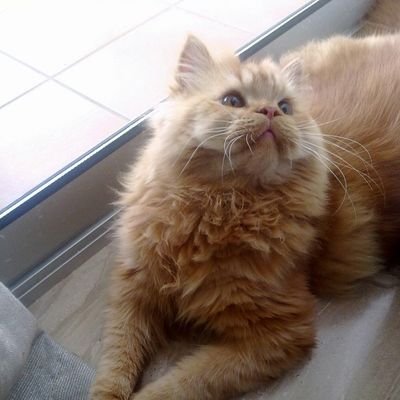 max_el_gato's profile picture. Defiendo los derechos de los animales, animalista hasta la médula