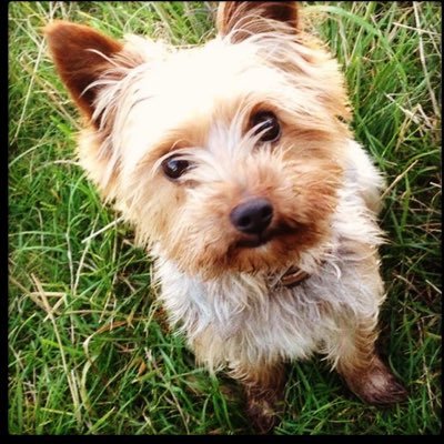 BobtheYorkieT's profile picture. Did you say walkies ... Yes please!!! 🌳🍃🐶