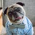 Oliver The Love Pug (@oliverlovepug) Twitter profile photo Oliver The Love Pug (@oliverlovepug) Twitter profile photo