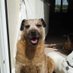 JPK (@whippetbreath) Twitter profile photo JPK (@whippetbreath) Twitter profile photo