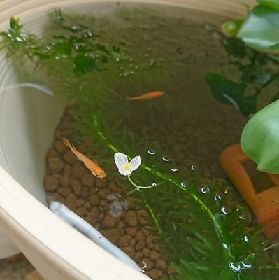めだかビオ初心者ロココ 今日はお休みだったからガッツリ手間かけました W ノシ エビちゃん入れて無農薬マツモ入れて稚魚用ネット入れてちっちゃい土管と壺沈めて めっちゃゴチャゴチャしちゃった W メダカ ビオトープ ミナミヌマエビ めだかビオ初心者ロココ 今日はお休みだったからガッツリ手間かけました W ノシ エビちゃん入れて無農薬マツモ入れて稚魚用ネット入れてちっちゃい土管と壺沈めて めっちゃゴチャゴチャしちゃった W メダカ ビオトープ ミナミヌマエビ