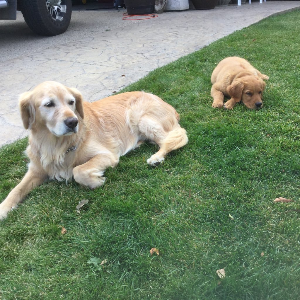 Husband, Father, Associate Dean RDP, Detroit Tigers & Lions.  Golden Retrievers are the best! Long live Murphy & Lucy