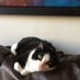 La Gata Influencer (@bitxinfan) Twitter profile photo La Gata Influencer (@bitxinfan) Twitter profile photo