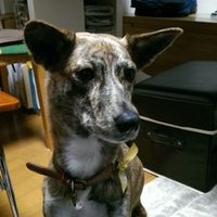 リボー (@ribot77) 's Twitter Profile