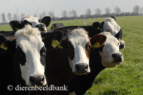 Former journalist, teacher, smallholder, retired, still writing about animal welfare and animal dignity, supporter Caring Farmers and member of 'Land van Ons'
