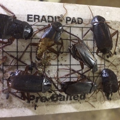 eastbournerat's profile picture. fully licenced insured for all your pest needs covering East/ West Sussex & Kent