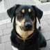 Jacek Iwanek 🇵🇱🐾🐕🐶🇺🇦 (@iwanekj) Twitter profile photo Jacek Iwanek 🇵🇱🐾🐕🐶🇺🇦 (@iwanekj) Twitter profile photo