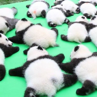 Panda Movie赤ちゃんパンダ動画 シャンシャン可愛い動画まとめ シャンシャン ころころ 落ちちゃった Baby Panda Fell In A