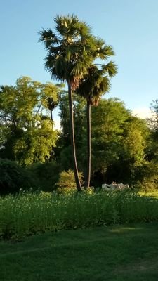 MstJoker1's profile picture. 