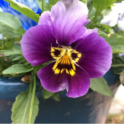 lynn_giles's profile picture. Children’s Services Manager @actnforchildren but views are all my own