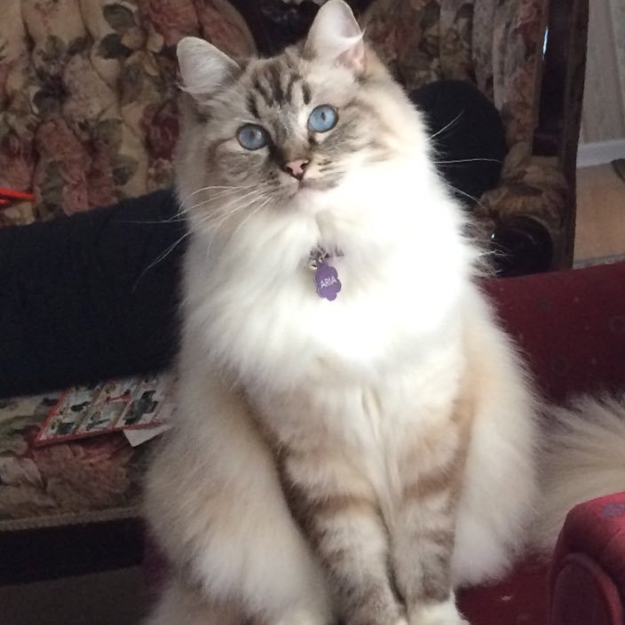 I am Aria Eloise, a Ragdoll cat from KY. I may be cute, but I will most certainly mistake your toes for creatures and try to eat them. This is my life.