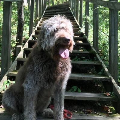 I am a chocolate labradoodle, with frosted hair.