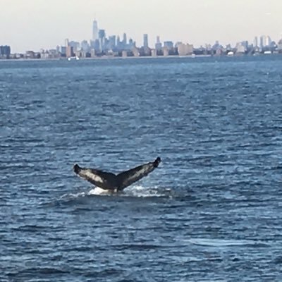 The humpback whale who swam up the Hudson River; THIS ACCOUNT IS NOW INACTIVE.
