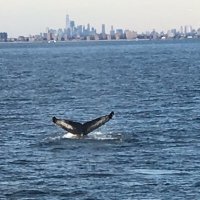 Gotham The NYC Whale(@WhaleGotham) 's Twitter Profileg