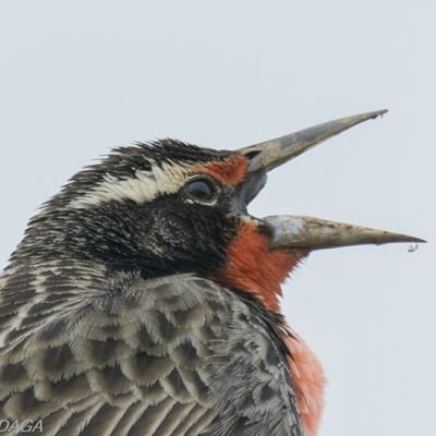 Conserva: Videos y sonidos de Fauna de Chile.
Sitio orientado a la conservación de la fauna Chilena mediante la difusión audiovisual.