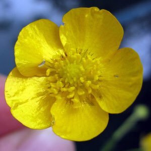 Call me a buttercup if you like.I call that projection.