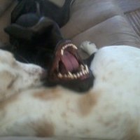 Basketofdeplorables (@basketofdeplor4) 's Twitter Profile