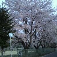 ぱち(@pachi_soiko) 's Twitter Profile Photo